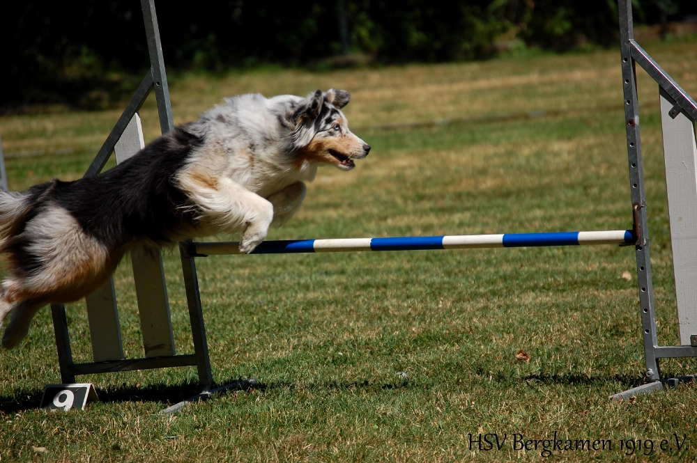 Agility-Training beim HSV Bergkamen