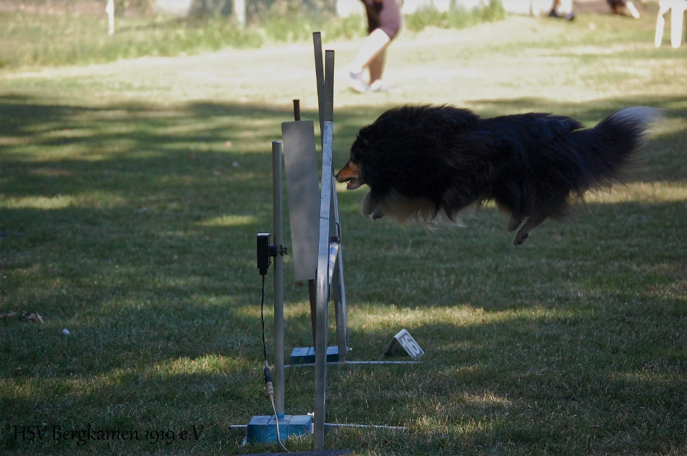 Rally Obedience